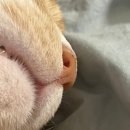 효효그루밍 이미지