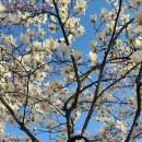 벚나무공원 화장실 이미지