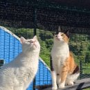 멕시카나사월점 | 2025년 7월 3일까지의 기록 ( 우취의 저녁, 책순이, 여름 시작 )