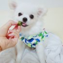 장보는강아지와고양이춘천