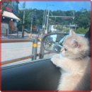 도레미캣 이미지