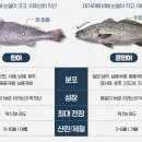 민어나라 이미지