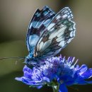 백양축산 네이버블로그