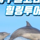 제주돌고래힐링투어
