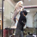 펫파크 동백점 이미지