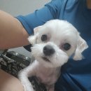 펫글뷰티 이미지