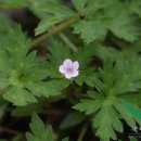 대천천2 이미지