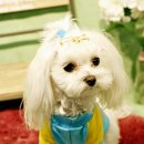 프란다스애견 이미지