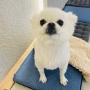 아름켄넬 | 청담 리덴치과 치아파절 크라운 치료후기(+강아지 치아파절 레진 치료 그 후)