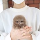 초파샵