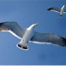 갈매기의 꿈 이미지