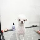 하루가다르개 이미지