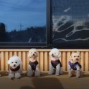 대창옛날짜장 이미지