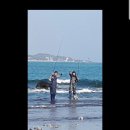 강동참가자미 이미지