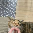 몰리스펫샵 풍산점 이미지