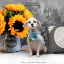 강이네펫샵 이미지