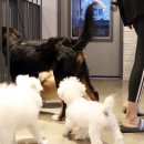 비바도기 이미지