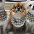 귀욤하개 이미지