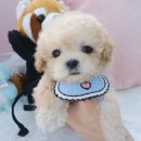 내품안의반려견 노원점 이미지