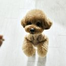 도그시티 이미지