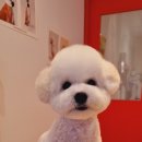 이쁘개왈왈 이미지