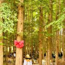 카페선원리 | 🌲 강화도 힐링 여행 코스 | 자연과 만나는 하루#수국명소#전등사