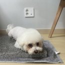 젤리댕댕이 이미지