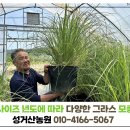 파니쿰 이미지