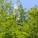 광명의등 모연 1,699분 동참,금일 명단 마지막 봉안/두 건의 형사 재판 진행 결과/금일 구도 법회. (5/18.법회장 현안보고) 이미지