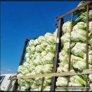 해남슈퍼 | 해남 절임배추 신선함 그대로 담은 해남 김장배추 소개