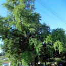 대흥민속 이미지