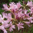 장모사랑 이미지