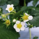 응골농장 이미지