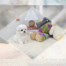 강남펫스타일 | 강아지 미용실펫, 강남에서 OOO 발견! 충격후기