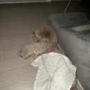 샤르르손칼국수 이미지