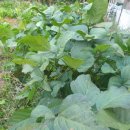 토린세스 이미지