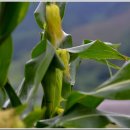 용암초등학교 이미지