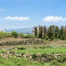 와이리조트 제주 | 제주 와이리조트 49% 할인 31 → 15만 특가