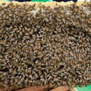 꿀사랑 양봉 이미지