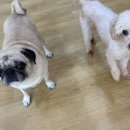 어썸강아지호텔 & 목욕 이미지