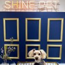 샤인펫 (Shine pet) 이미지
