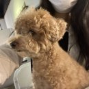 어바웃댕댕 이미지