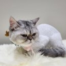 무릎 위의 고양이 무냥 이미지