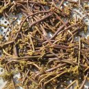 영덕농장 | 한국기행 발효식탁 영덕 깻잎김치 농장 정보 및 주문