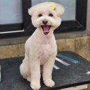 까끌레멍 | 경산 사동 계양동 백천동 반려견미용실 &#34;까끌레멍&#34; 말티푸 스포팅 귀툭튀컷 스트레스최소화미용