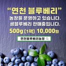 [생! 블루베리 팝니다] 이미지