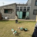 얌얌펫키친 이미지