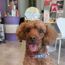 보라애견 | 안산 애견동반 가능 웨딩관리 보라뷰티끄에서 승모근 없애기