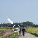 쌍봉리2농로 | [군산여행] 5월 군산에 간다면 들려봐야 할 옥녀교차로 청보리밭 실시간 방문후기