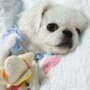 알로하 페키니즈 이미지